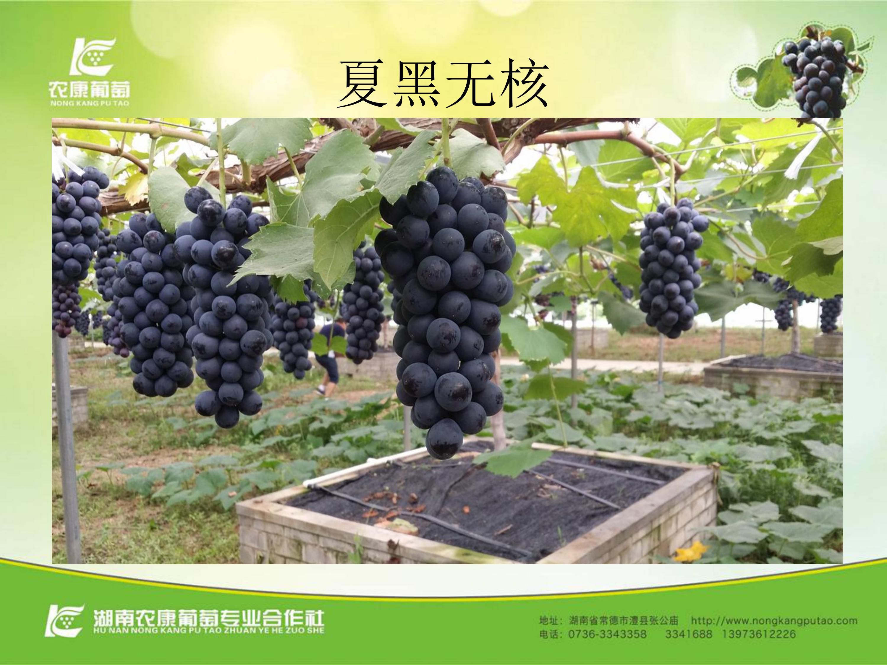 image-0007