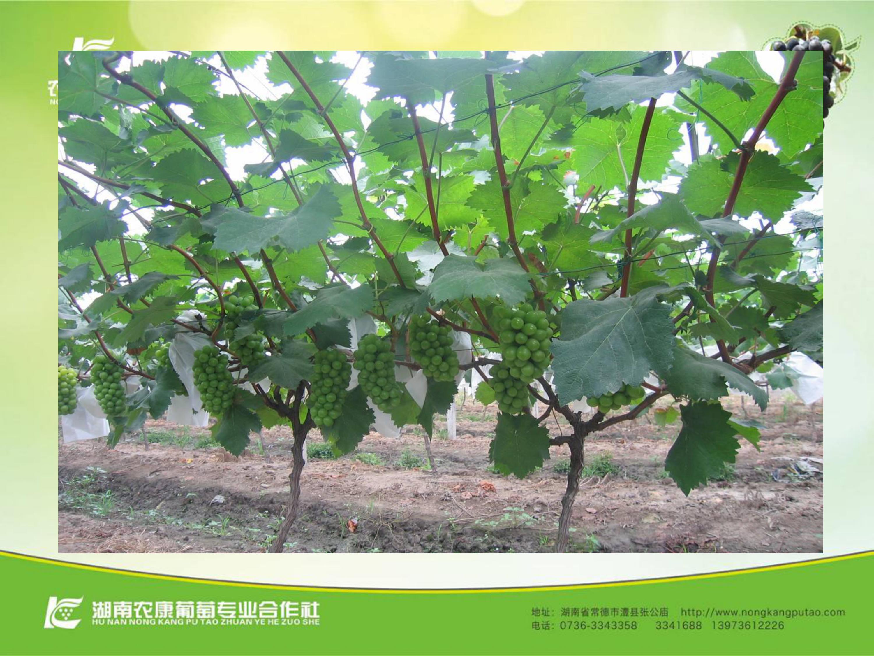 image-0031