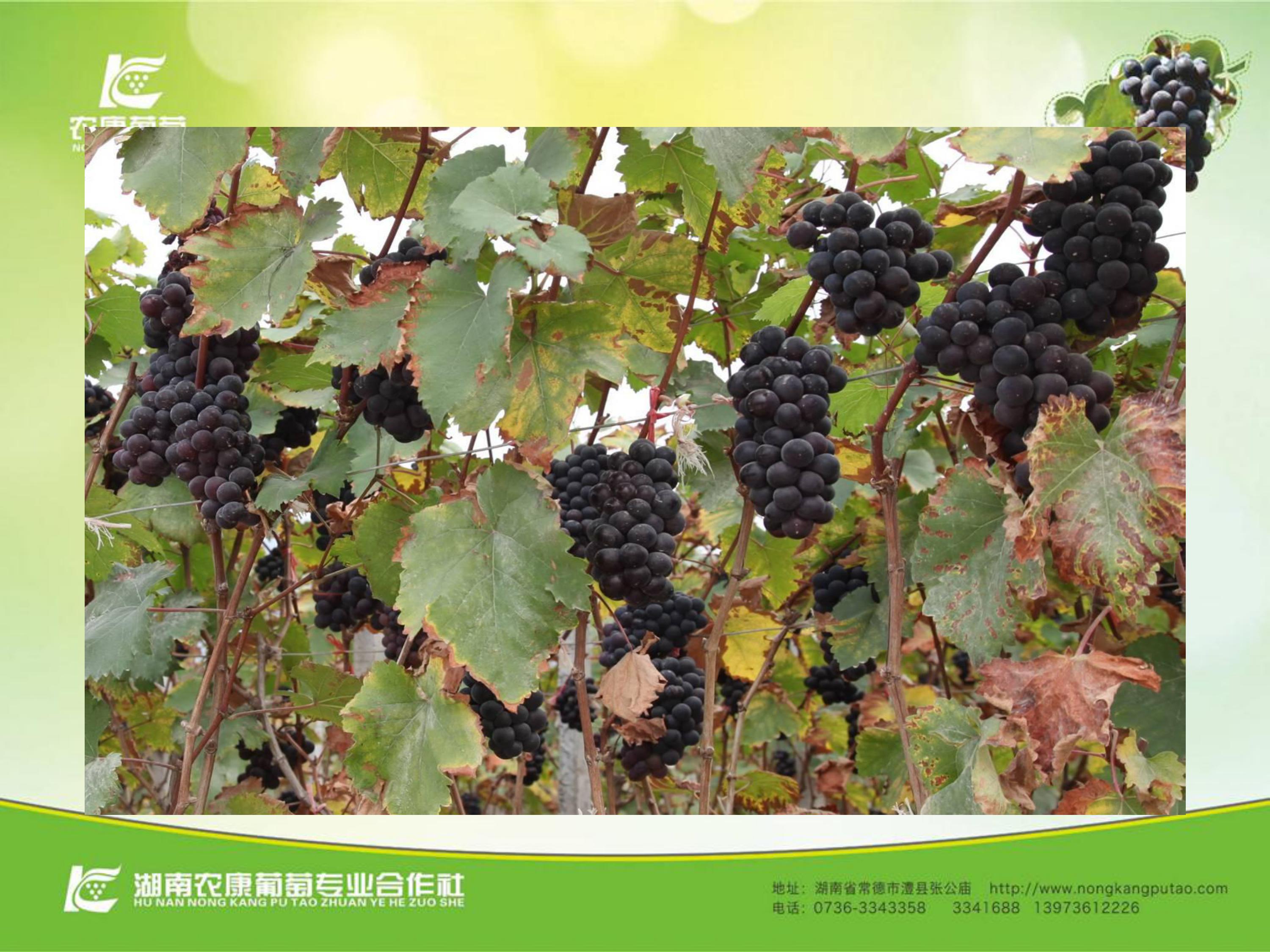 image-0077
