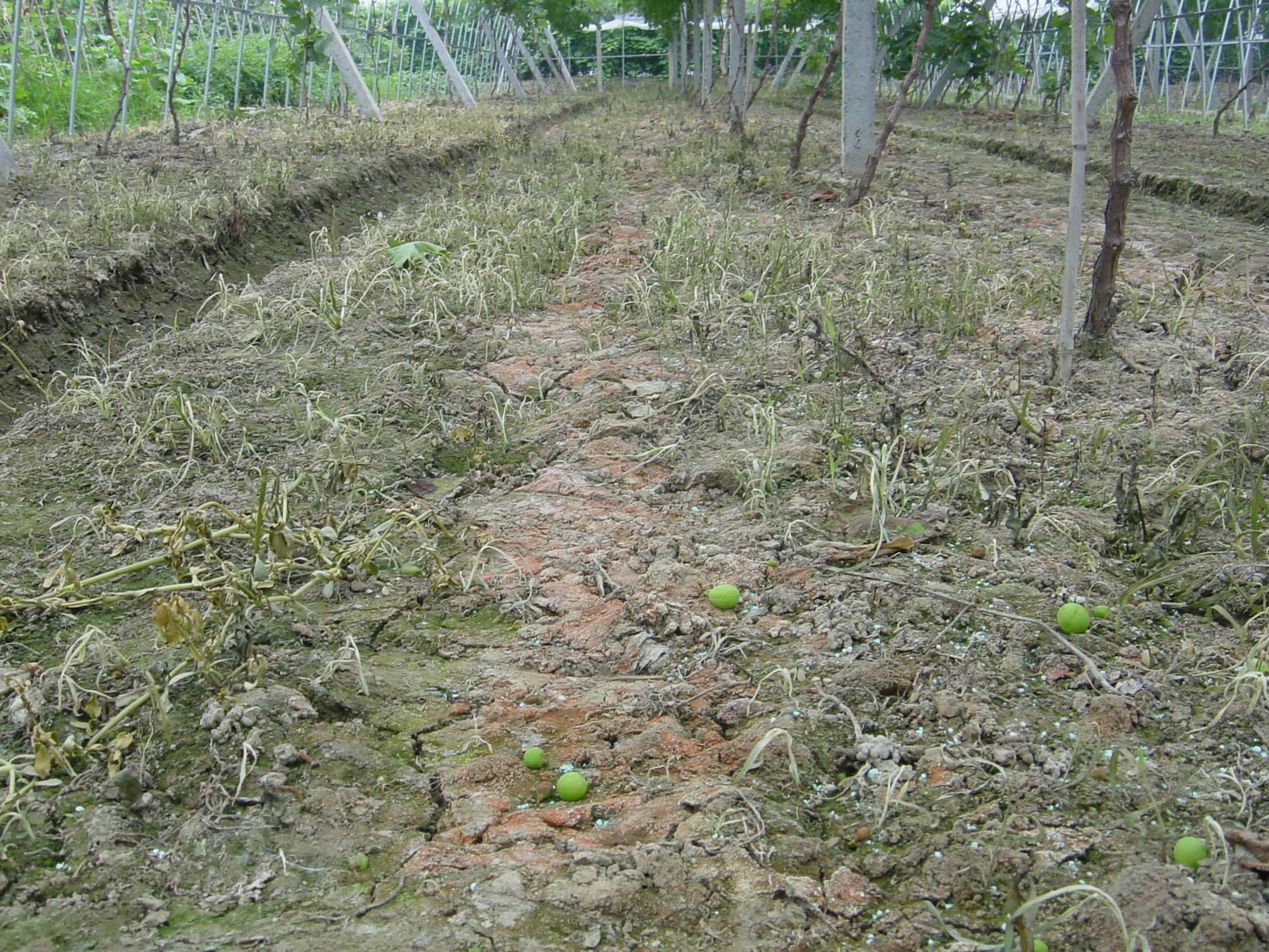 image-0018