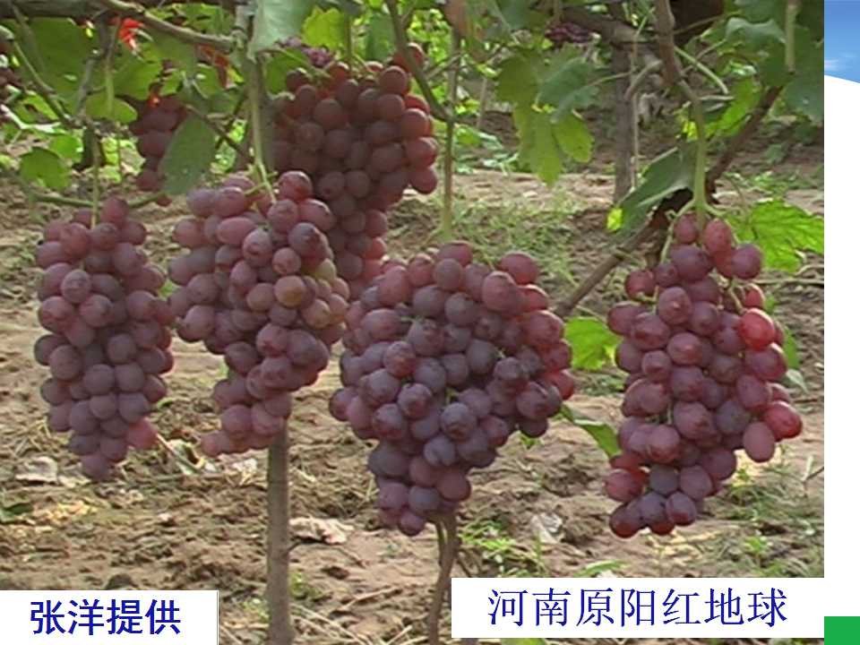幻灯片7