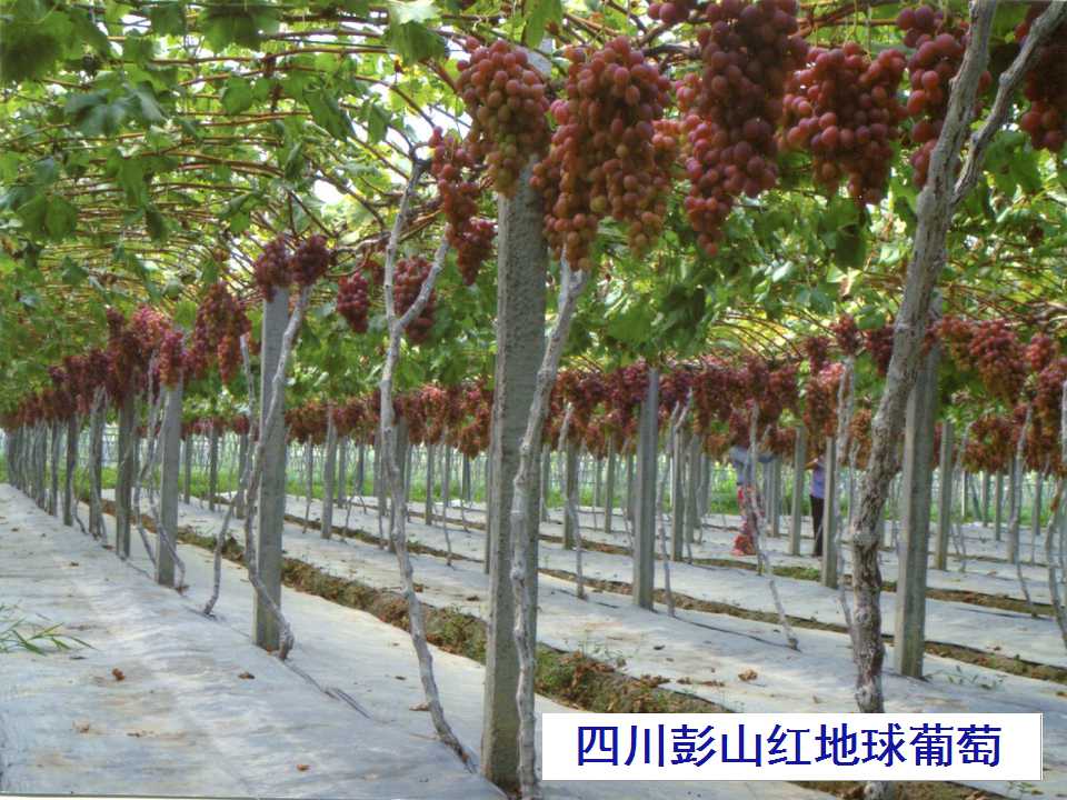 幻灯片9