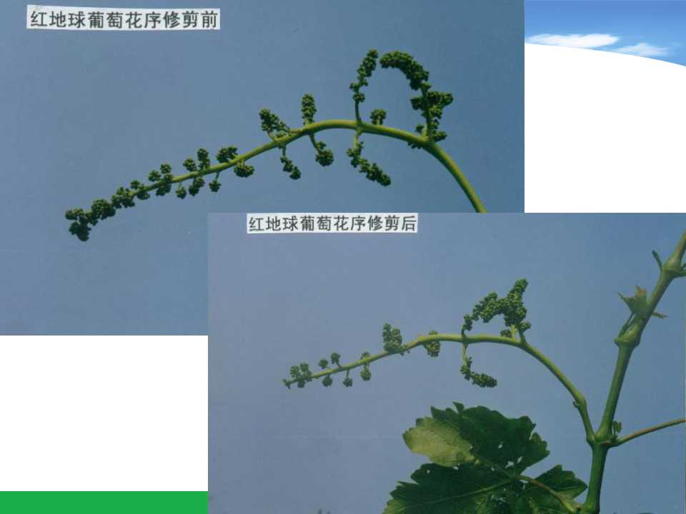 幻灯片50