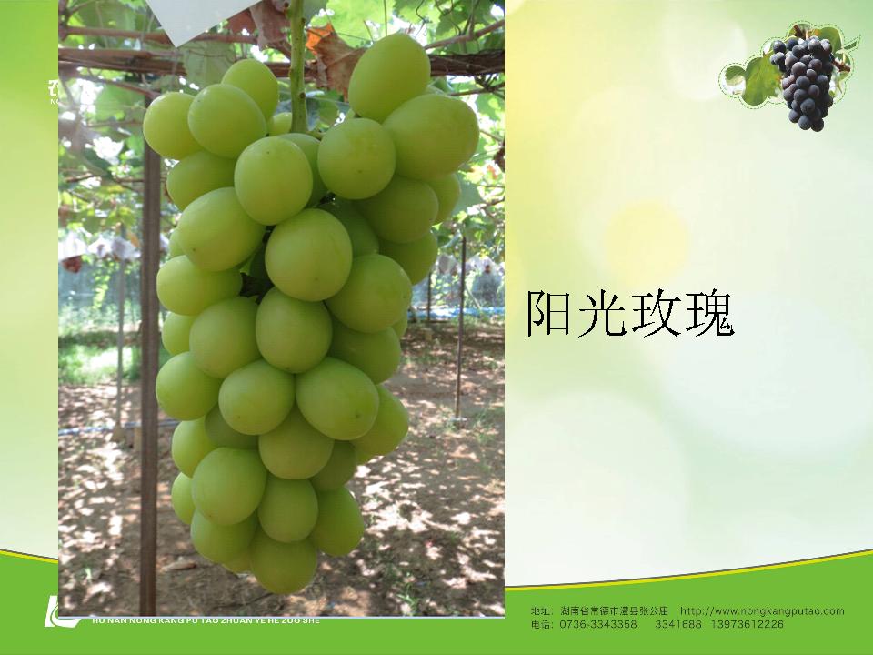 幻灯片3