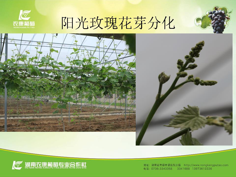幻灯片8