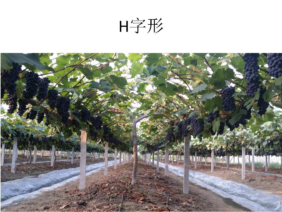 幻灯片100