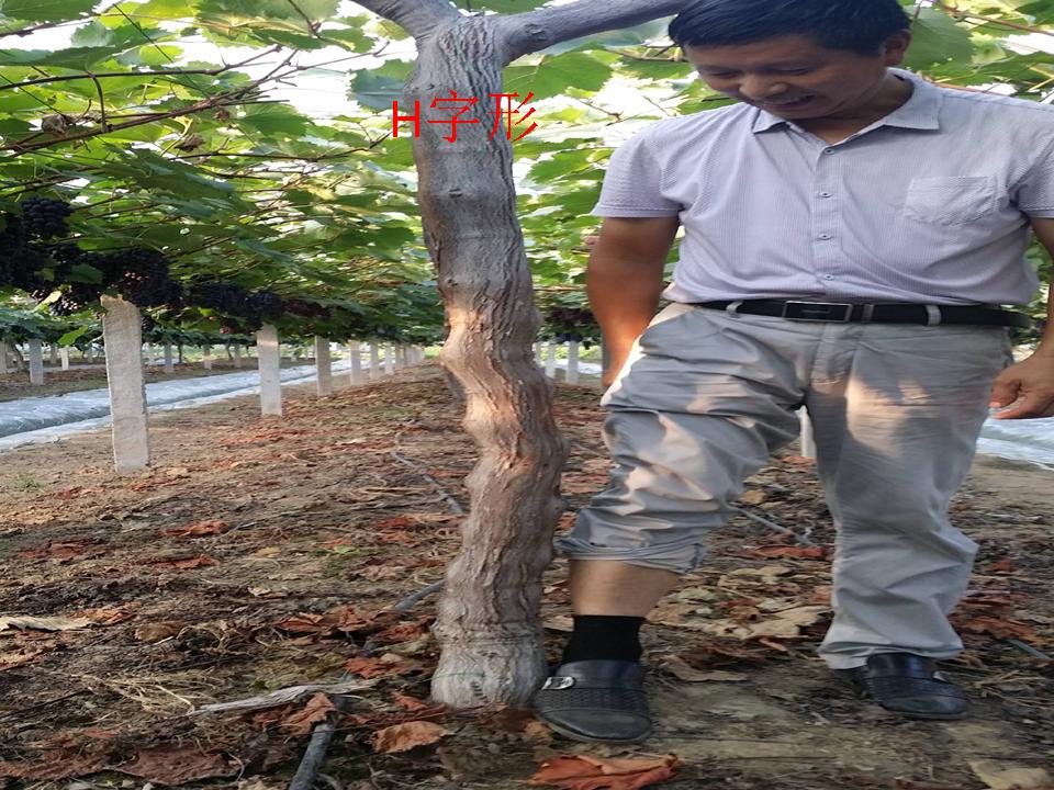 幻灯片102