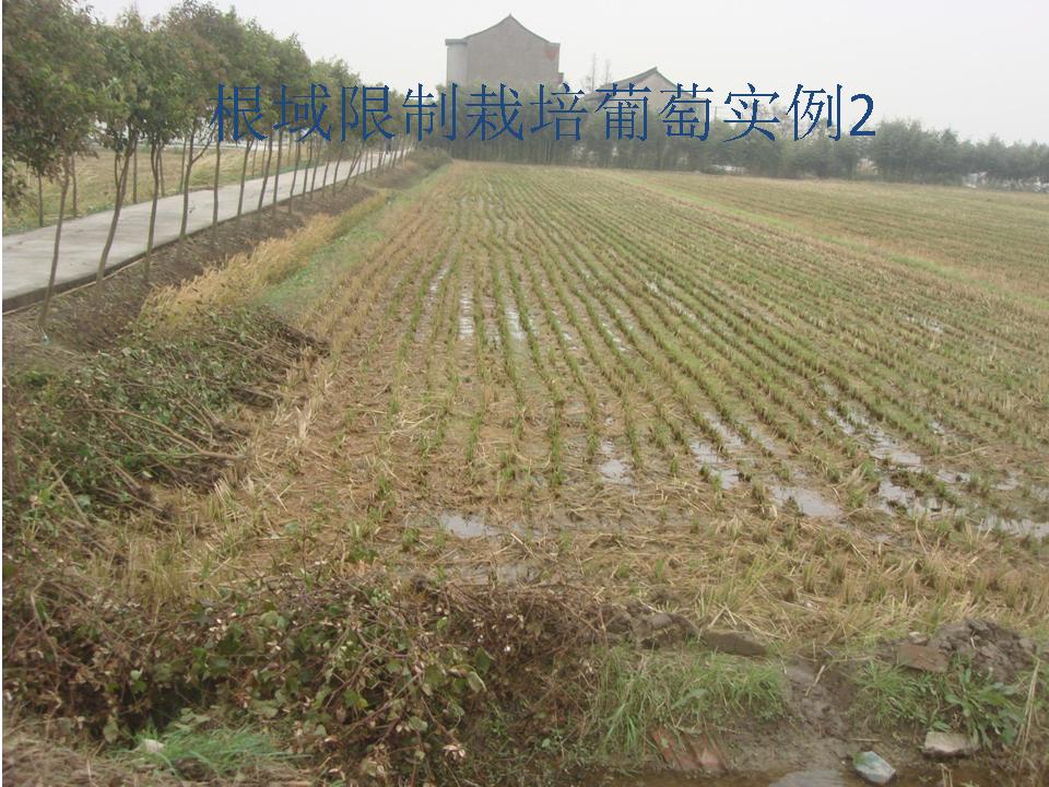 幻灯片237