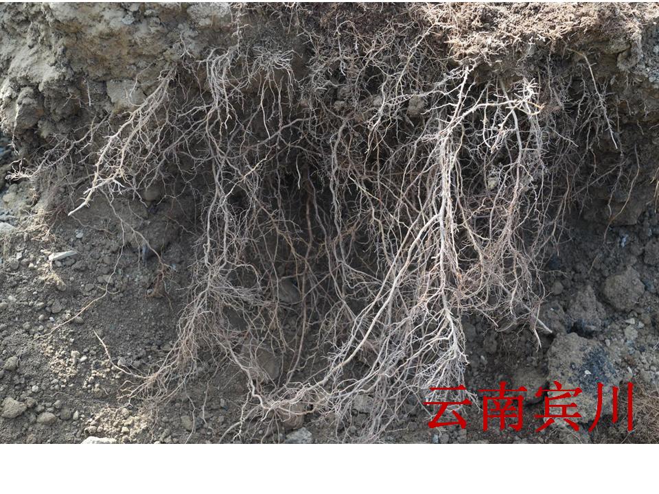 幻灯片270