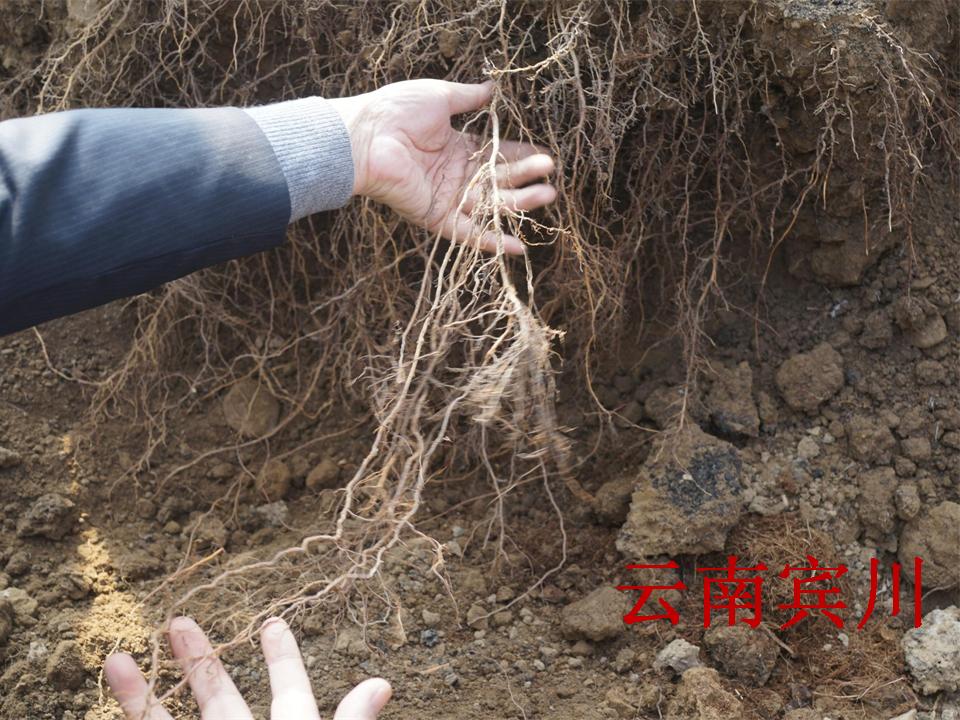 幻灯片271