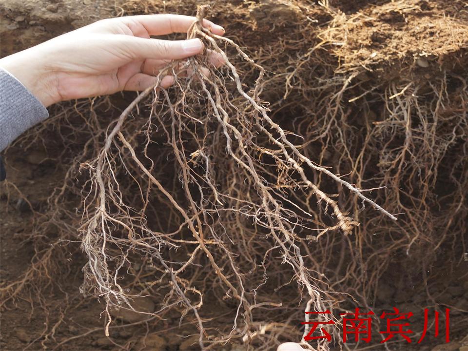 幻灯片272