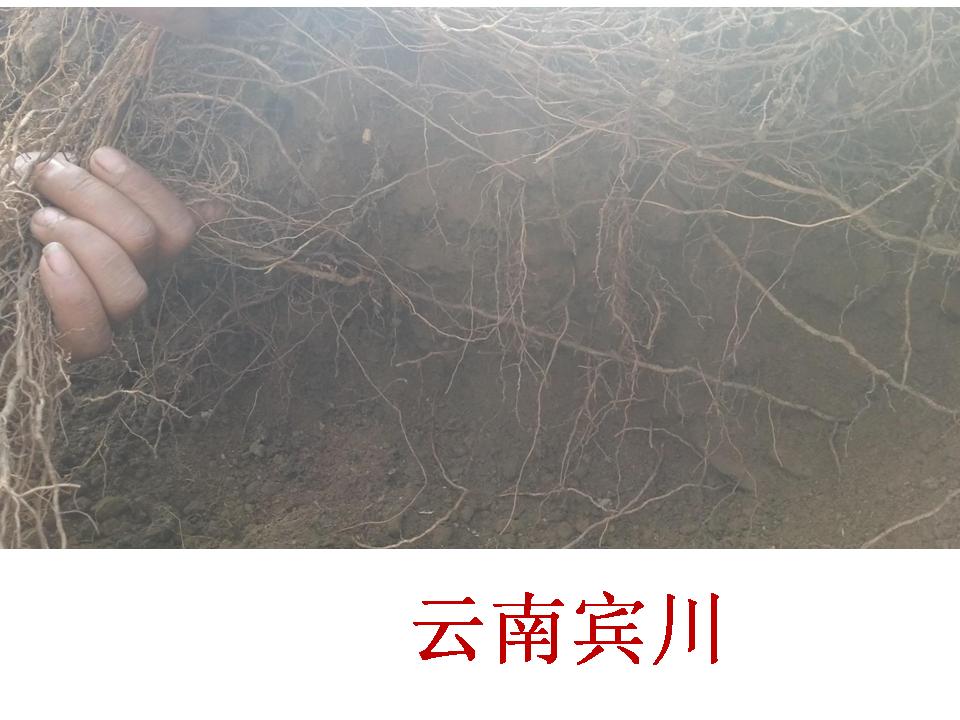 幻灯片273