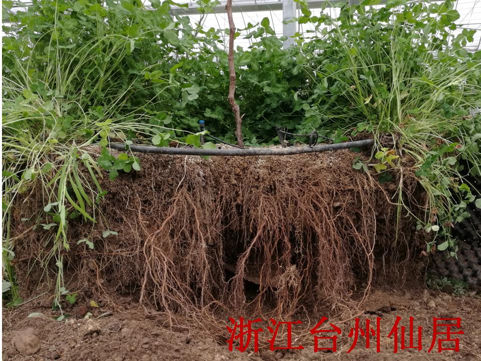 幻灯片274