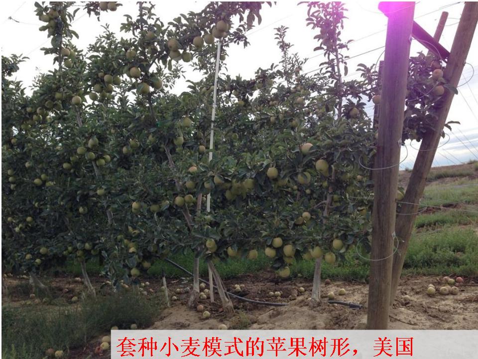幻灯片323